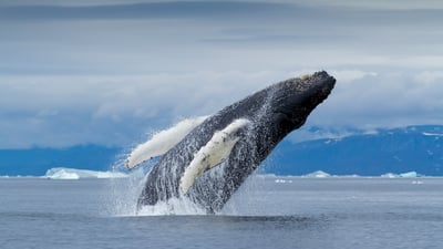 Bing wallpaper December 28, 2023. Humpback whale, Disko Bay, Greenland (© Paul Souders/DanitaDelimont.com)