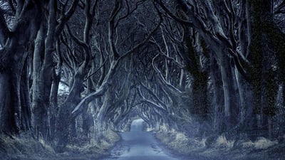 Bing wallpaper October 31, 2020. The Dark Hedges in County Antrim, Northern Ireland (© VanderWolf Images/Shutterstock)