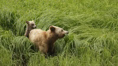 Bing wallpaper July 13, 2020. Adult female Grizzly Bear (Ursus arctos horribilis) and cub feeding on sedges in Great Bear Rainforest, B.C. (© Jack Chapman/Minden Pictures)