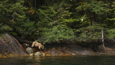 Bing wallpaper May 29, 2022. Adult female grizzly bear and cub in the Great Bear Rainforest, B.C. (© Jack Chapman/Minden Pictures)