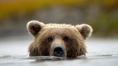 Bing wallpaper October 3, 2026. Brown bear in Silver Salmon Creek, Lake Clark National Park and Preserve, Alaska (© Danny Green/Nature Picture Library)