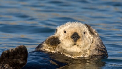 Bing wallpaper September 21, 2026. Sea otter grooming fur, Monterey Bay, California (© Suzi Eszterhas/Minden Pictures)