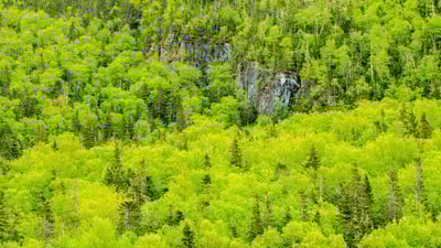Bing wallpaper May 10, 2022. Spring forest, Gros Morne National Park, Newfoundland and Labrador (© Don Johnston EC/Alamy Stock Photo)