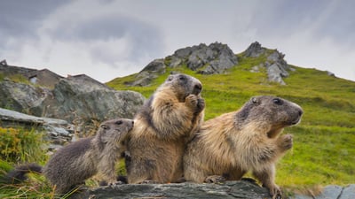 Bing wallpaper February 2, 2023. Alpine marmots in Hohe Tauern National Park, Austria (© Michaela Walch/Alamy)