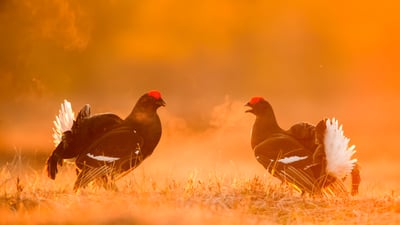 Bing wallpaper April 3, 2026. Tétras lyres mâles lors d’une parade nuptiale, Estonie (© Sven Zacek/Nature Picture Library)