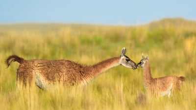 Bing wallpaper May 12, 2024. Guanaco mother and newborn baby in grassland, La Pampa Province, Argentina (© Gabriel Rojo/Minden Pictures)