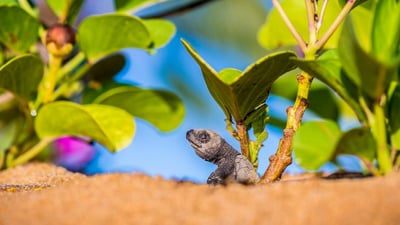 Bing wallpaper May 26, 2024. Bébé tortue olivâtre quittant le nid pour rejoindre l'océan, plage de Remire-Montjoly, Cayenne, Guyanne (© Brusini Aurélien/hemis.fr)