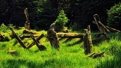 Bing wallpaper August 11, 2023. Gwaii Haanas National Park Reserve and Haida Heritage Site, British Columbia, Canada (© Don Johnston_WC/Alamy Stock Photo)