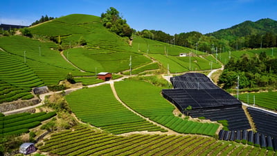 Bing wallpaper May 1, 2026. 和束の茶畑, 京都府 和束町 (© Tuul and Bruno Morandi/Alamy)