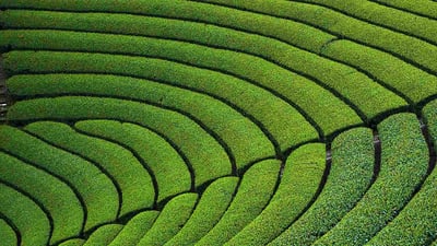 Bing wallpaper May 1, 2023. 円形茶畑, 京都府 相楽郡 (© Tuul and Bruno Morandi/Alamy Stock Photo)