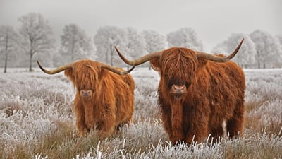 Bing wallpaper November 26, 2019. Highland cattle in Drenthe province in the Netherlands (© defotoberg/Shutterstock)