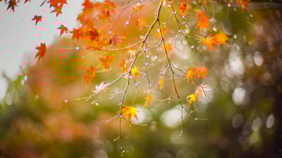 Bing wallpaper September 7, 2019. ｢露に濡れるモミジ｣兵庫, 神戸市 (© Katsuaki Shoda/EyeEm/Getty Images)