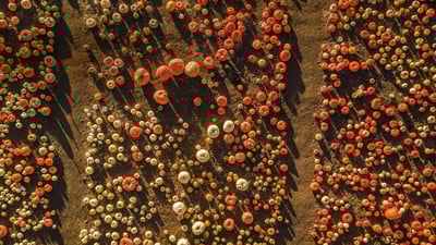 Bing wallpaper October 19, 2019. Aerial view of a pumpkin patch in Half Moon Bay, California (© Tinker Street/Michael O'Neal/Gallery Stock)