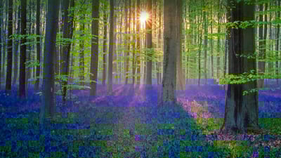 Bing wallpaper March 21, 2021. Bluebell flowers carpet the Hallerbos forest floor, Flanders, Belgium (© Jason Langley/plainpicture)