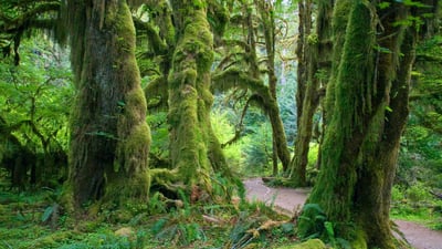 Bing wallpaper November 24, 2023. Hall of Mosses trail in the Hoh Rain Forest, Olympic National Park, Washington (© James Randklev/Getty Images)
