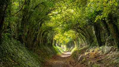 Bing wallpaper May 25, 2020. Halnaker tree tunnel near Chichester, West Sussex (© Lois GoBe/Shutterstock)