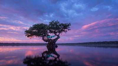 Bing wallpaper July 22, 2023. Hammock camping in a bald cypress tree, Florida (© Mac Stone/Tandem Stills + Motion)