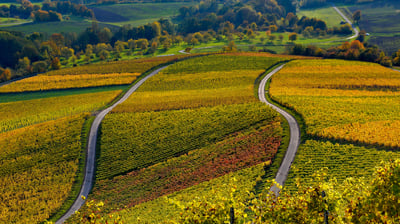 Bing wallpaper October 10, 2021. Weinberge auf dem Stollberg bei Handthal, Oberschwarzach, Unterfranken, Bayern (© Rüdiger Hess/geo-select FotoArt)