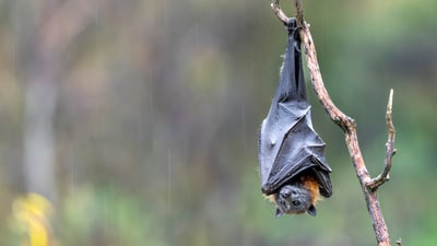 Bing wallpaper October 26, 2026. Gray-headed flying fox, Victoria, Australia (© Doug Gimesy/Nature Picture Library)