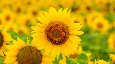 Bing wallpaper August 3, 2025. Sunflowers blooming in a field in summer (© Arsgera/Shutterstock)