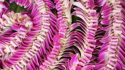 Bing wallpaper May 1, 2024. Hawaiian lei flower garlands (© Jotika Pun/Shutterstock)
