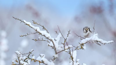Bing wallpaper January 26, 2024. Northern hawk-owl (© Remo Savisaar/Alamy)