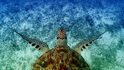 Bing wallpaper June 16, 2023. Hawksbill sea turtle swimming near Akajima, Okinawa, Japan (© Robert Mallon/Getty Images)
