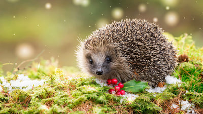 Bing wallpaper December 18, 2020. Hedgehog in snowy winter weather, sat on green moss (© Coatsey/Alamy Stock Photo)
