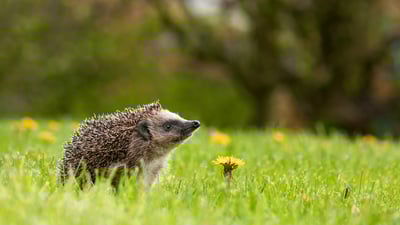 Bing wallpaper May 26, 2024. ナミハリネズミ, ドイツ ノルトライン＝ヴェストファーレン州 (© Oksana Schmidt/Getty Images)