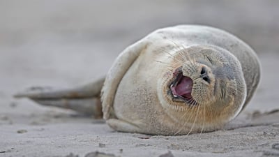 Bing wallpaper June 3, 2019. It’s our birthday too, yeah! Harbor seal pup lying on the beach, Heligoland, Germany (© Fotofeeling/Westend61/Offset)