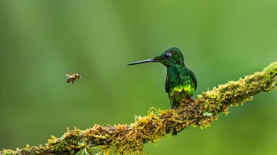 Bing wallpaper June 25, 2021. Empress brilliant hummingbird and a bee in Colombia (© Jiri Hrebicek/Alamy)