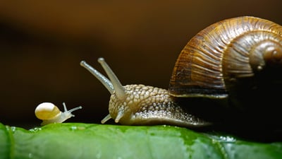 Bing wallpaper June 17, 2019. Burgundy snails, also called edible snails (© Heidi and Hans-Juergen Koch/Minden Pictures)