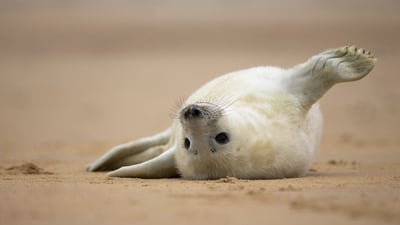 Bing wallpaper November 21, 2023. Gray seal pup, Norfolk, England (© Vince Burton/Minden Pictures)