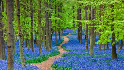 Bing wallpaper May 6, 2022. A path winding through a forest carpeted with bluebells in Hertfordshire, England (© JayKay57/Getty Images)