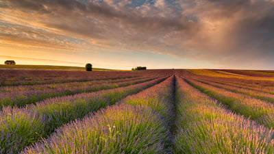 Bing wallpaper August 5, 2024. Lavender field, Hertfordshire, England (© George W Johnson/Getty Images)