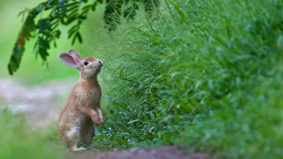 Bing wallpaper April 21, 2019. A rabbit in the grass (© wisan224/Getty Images Plus)