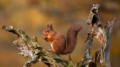 Bing wallpaper January 20, 2020. Eurasian red squirrel in the Cairngorms, Scottish Highlands, Scotland (© Images from BarbAnna/Getty Images)