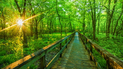 Bing wallpaper June 6, 2026. Natchez Trace Parkway, Tupelo, Mississippi, USA (© The best photo is earned/Getty Images Plus)