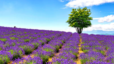 Bing wallpaper June 29, 2020. Lavender field at Hinode Farm, Kamifurano, Hokkaido, Japan (© DoctorEgg/Getty Images)