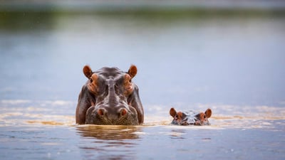 Bing wallpaper February 15, 2024. Hippopotamus mother and calf, South Luangwa National Park, Zambia (© Nature Picture Library/Alamy)