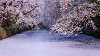 Bing wallpaper April 23, 2022. 弘前公園の桜, 青森 (© Martin Bailey/Offset/Shutterstock)
