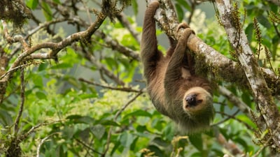 Bing wallpaper October 20, 2025. Hoffmann's two-toed sloth, Ecuador (© Murray Cooper/Minden Pictures)