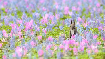 Bing wallpaper March 12, 2022. エゾリスとカタクリ、エゾエンゴサクの花, 北海道 浦臼神社 (© Akira Sato/500px/Getty Images)