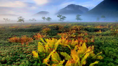 Bing wallpaper November 17, 2020. Hokkaido, Japan (© Hiroshi Yokoyama/eStock Photo)