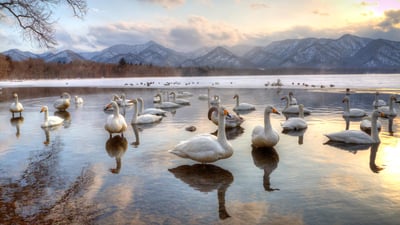 Bing wallpaper January 14, 2024. Whooper swans in Lake Kussharo, Japan (© Darrell Gulin/DanitaDelimont.com)
