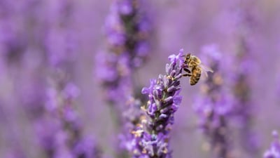 Bing wallpaper May 20, 2025. Honey bee on lavender flowers (© Anthony Brown/Alamy)