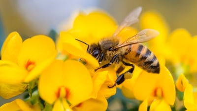 Bing wallpaper October 8, 2020. Honey Bee on Pea flower, Muogamarra Nature Reserve, NSW (© RugliG/iStock/Getty Images Plus)