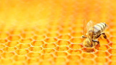 Bing wallpaper May 20, 2024. Bee tending a honeycomb (© Simun Ascic/Alamy)