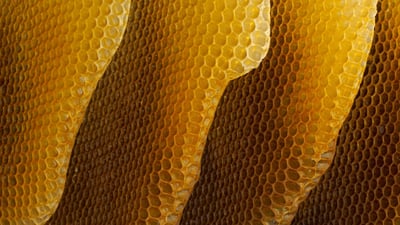 Bing wallpaper August 2, 2019. ｢ミツバチの巣｣ドイツ, ヴュルツブルク (© Heidi and Hans-Juergen Koch/Minden Pictures)