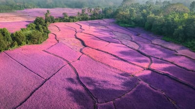 Bing wallpaper April 23, 2023. Sunrise over misty lavender fields, India (© Amith Nag Photography/Getty Images)